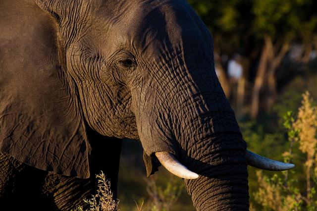 175 Okavango Delta, olifant.jpg